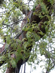 Bursera morelensis