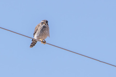 Spiziapteryx circumcincta