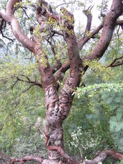 Bursera morelensis
