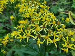 Senecio propinquus