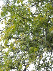 Bursera morelensis