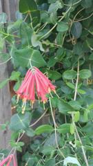 Lonicera sempervirens sempervirens