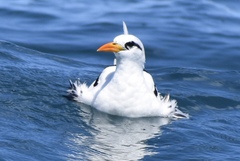 Phaethon lepturus catesbyi