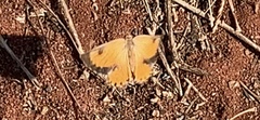 Aloeides damarensis