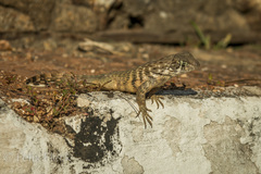 Leiocephalus carinatus