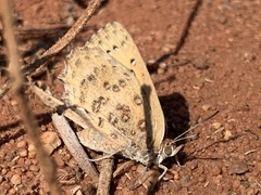 Aloeides damarensis