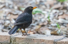Turdus merula