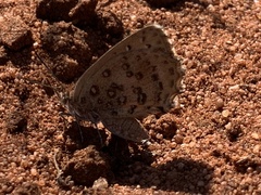 Aloeides damarensis