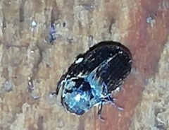 Calymmaderus solidus