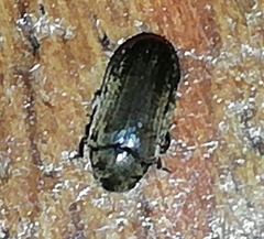 Calymmaderus solidus