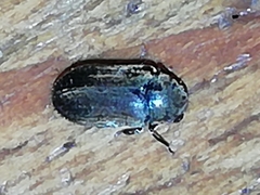 Calymmaderus solidus