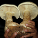 Macrocybe titans - Photo (c) Teodoro Chivatá Bedoya, algunos derechos reservados (CC BY-NC), subido por Teodoro Chivatá Bedoya