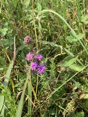 Liatris squarrosa
