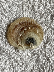 Pododesmus