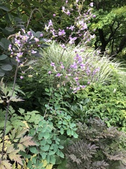 Thalictrum delavayi