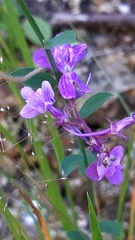 Linaria elegans