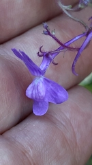 Linaria elegans