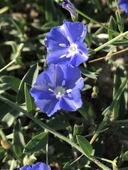 Evolvulus arizonicus