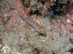 Gobius xanthocephalus