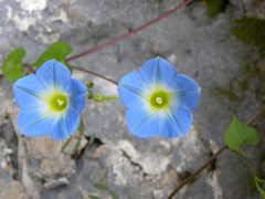 Ipomoea cardiophylla