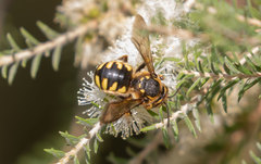 Anthidium florentinum