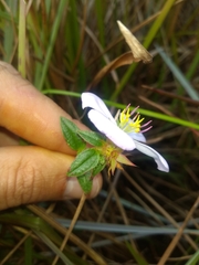 Pterolepis glomerata