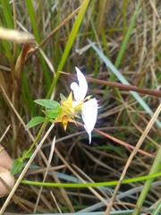 Pterolepis glomerata