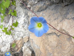 Ipomoea cardiophylla