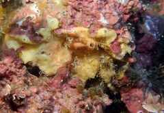 Polysyncraton bilobatum