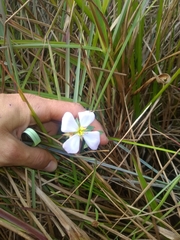 Pterolepis glomerata