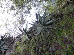Agave xylonacantha