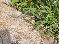 Ictidomys tridecemlineatus