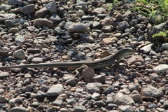 Aspidoscelis exsanguis