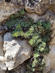 Petrophytum