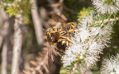 Anthidium florentinum