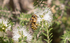 Anthidium florentinum