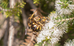 Anthidium florentinum