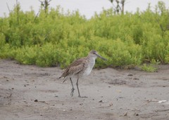 Tringa semipalmata semipalmata