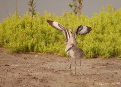 Tringa semipalmata semipalmata