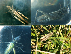 Chorthippus maritimus maritimus