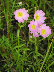 Sabatia kennedyana