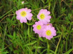 Sabatia kennedyana