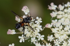 Leucostomatini