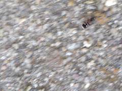 Bidecoloratilla iberica