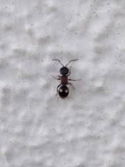 Bidecoloratilla iberica