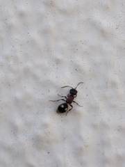 Bidecoloratilla iberica