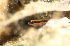 Gobius vittatus
