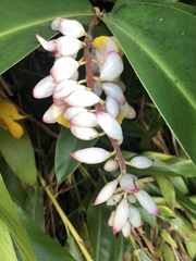 Alpinia nutans