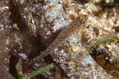 Gobius fallax
