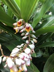 Alpinia nutans